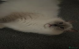 Ragdoll cats for sale: 💔 Rehoming Active Ragdoll Queens TICA Registered - Image 5