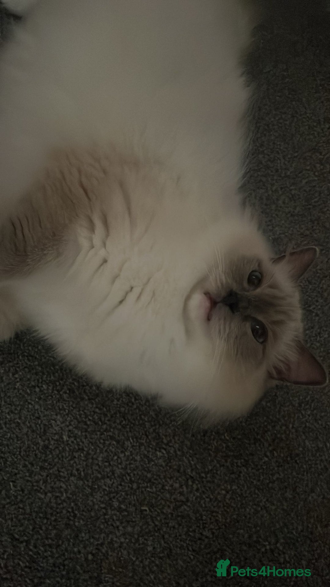 Ragdoll cats for sale: 💔 Rehoming Active Ragdoll Queens TICA Registered - Image 5