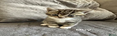 Mixed Breed Kitten 2