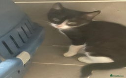 Mixed Breed cats for sale: 3 black and white kittens  - Image 5