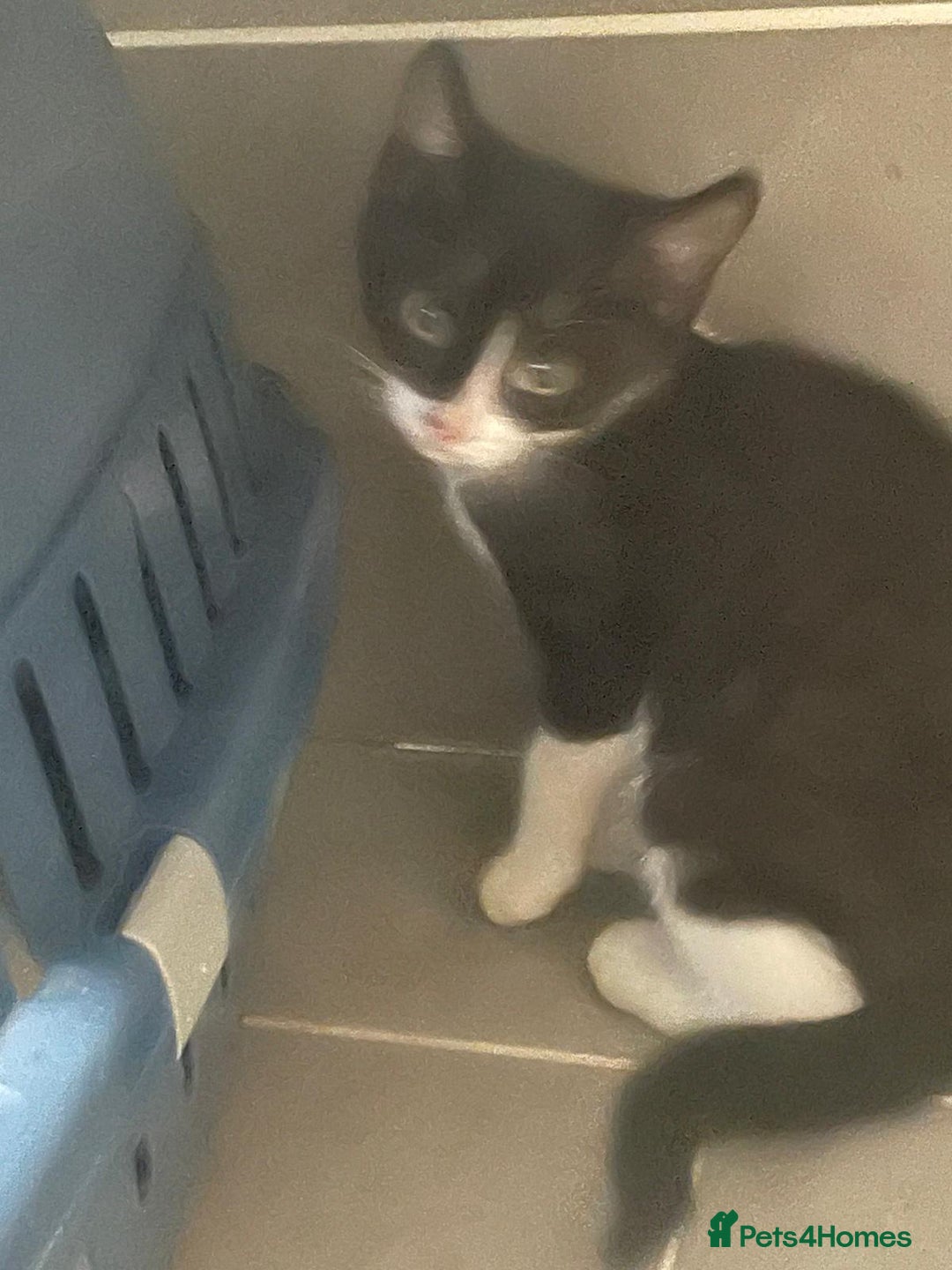 Mixed Breed cats for sale: 3 black and white kittens  - Image 5