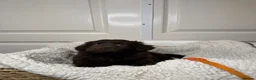 Labradoodle dogs for sale: Adorable labradoodle puppies  - Advert 27