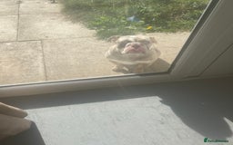 English Bulldog dogs for sale: 11 month old pup  - Image 2