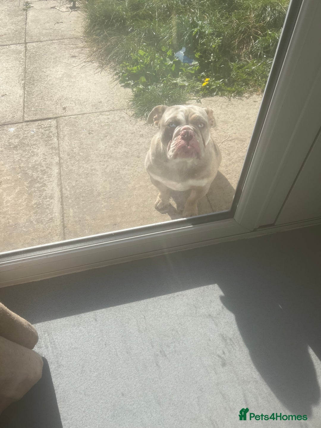 English Bulldog dogs for sale: 11 month old pup  - Image 2