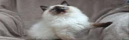 Ragdoll cats for sale: GCCF ACTIVE & PET KITTENS IMP CHAMPION BLOODLINES - Advert 26