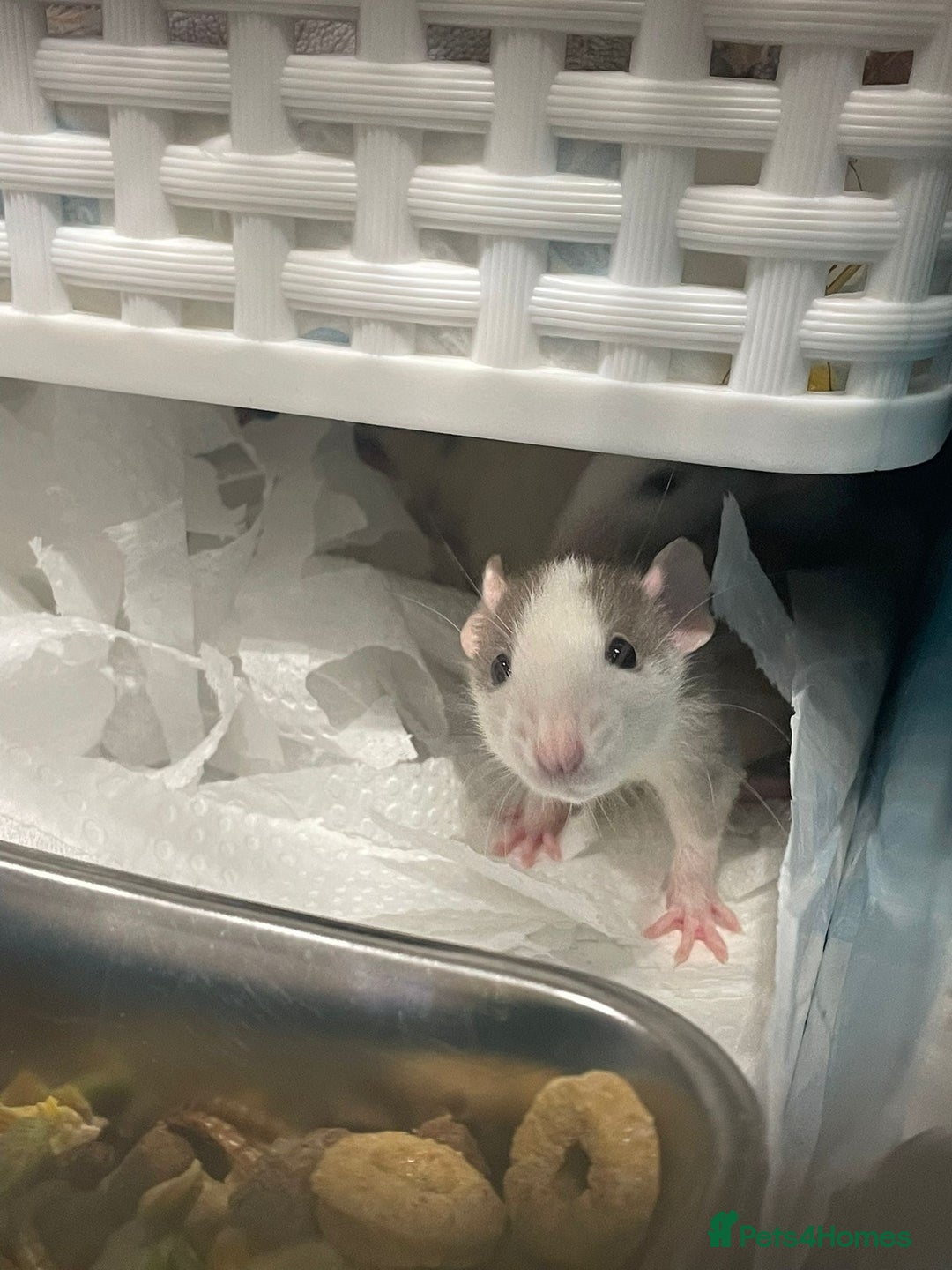 Rat rodents for sale: Baby dumbo rats - Advert 1