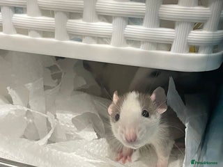 Rat rodents Baby dumbo rats - Advert 1