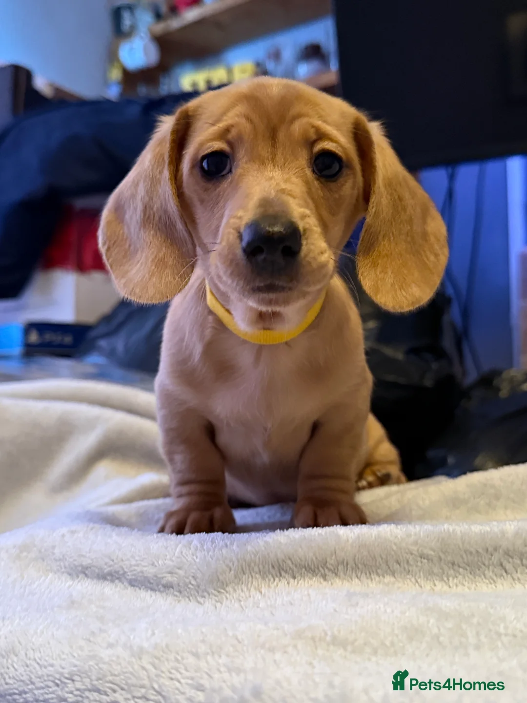 Miniature Dachshund dogs for sale: Ready now! KC miniature dachshund - Advert 16