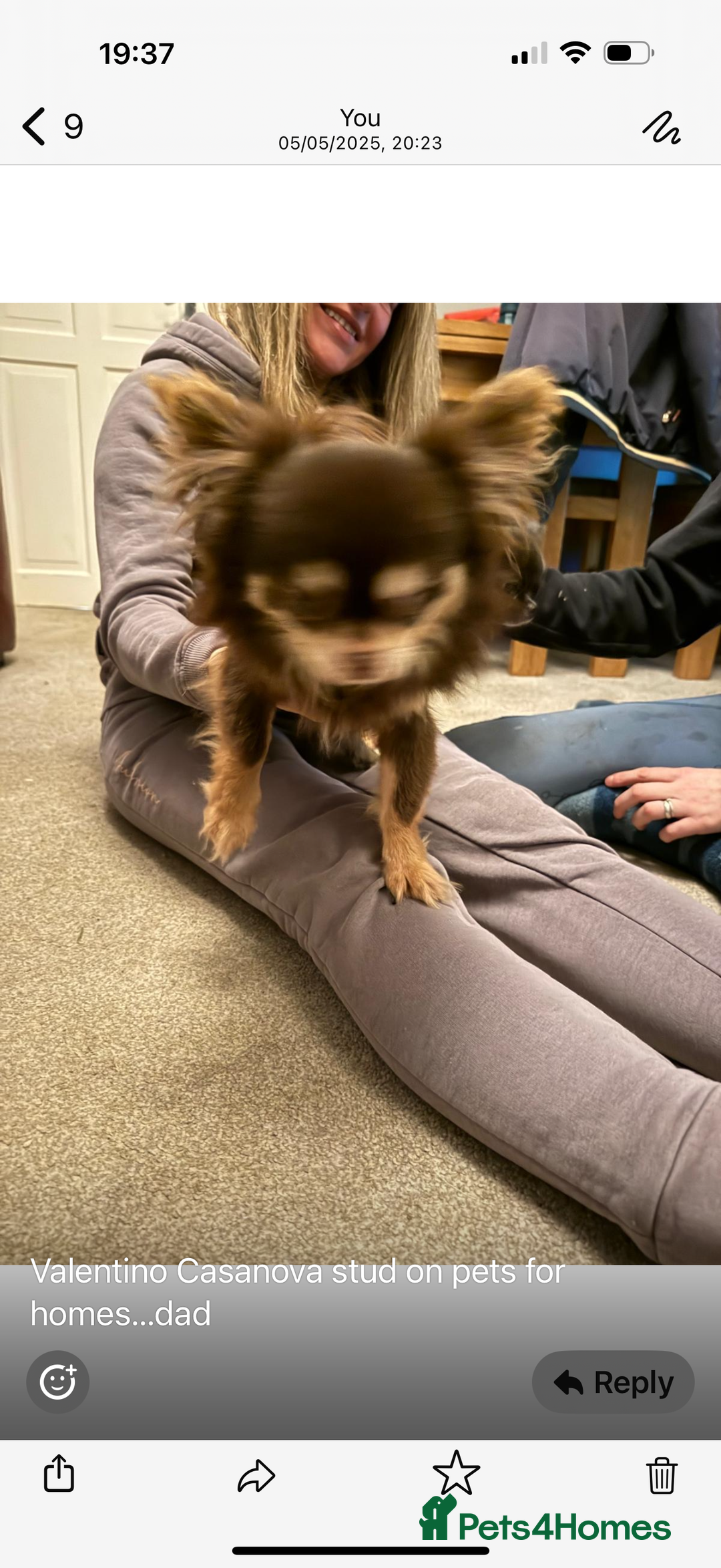 Chihuahua dogs for sale: Chihuahua puppies  - Advert 4