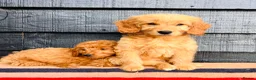 Mini Goldendoodle dogs for sale: 🧡❤️ GORGEOUS MINI GOLDENDOODLE PUPPIES ❤️🧡 - Advert 9
