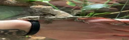 Anole reptiles for sale: Cuban Knight Anole & Cuban False chameleon babies - Advert 7
