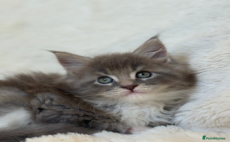 Maine Coon cats - Advert 1