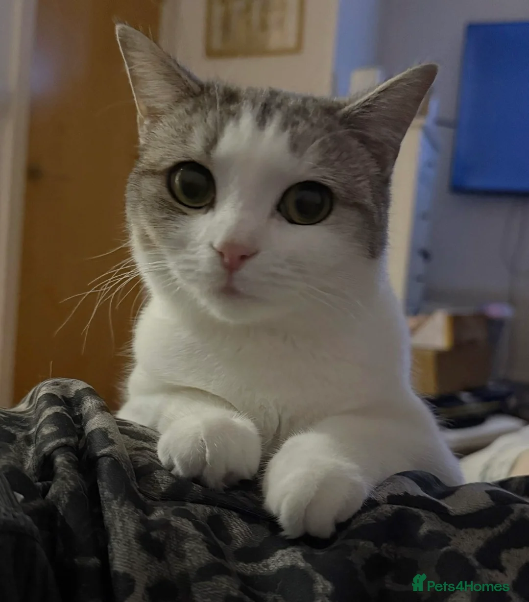 Mixed Breed cats for sale: 2 year old Scottish Straight X girl - Advert 1