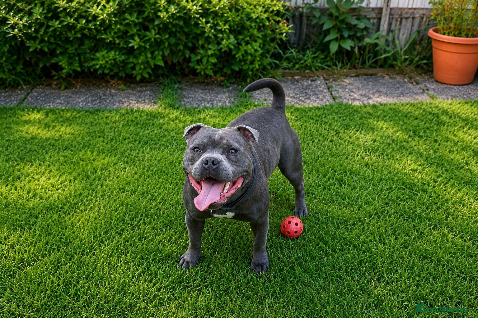 Staffordshire Bull Terrier dogs  BRUMMYSTAFFS BLUE ROLEX NOW AVAILABLE FOR STUD  - Advert 1