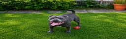 Staffordshire Bull Terrier dogs for stud:  BRUMMYSTAFFS BLUE ROLEX NOW AVAILABLE FOR STUD  - Advert 1