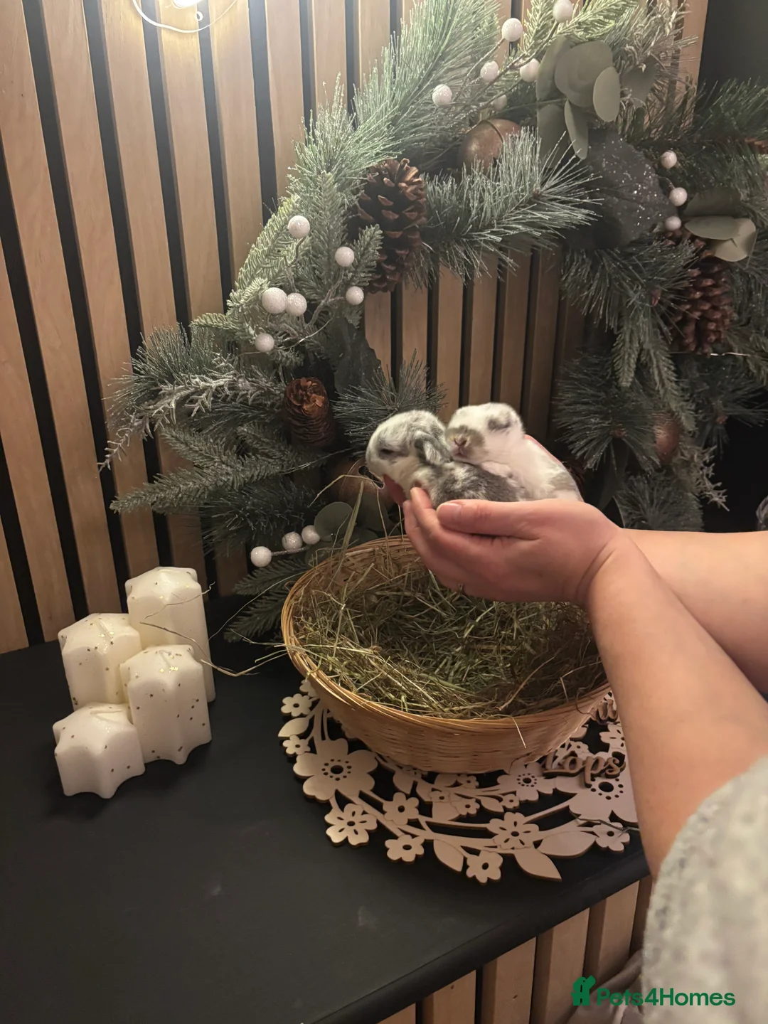 Mini Lop rabbits for sale: Pure Breed Mini Lop Butterfly new born bunnies  - Advert 23