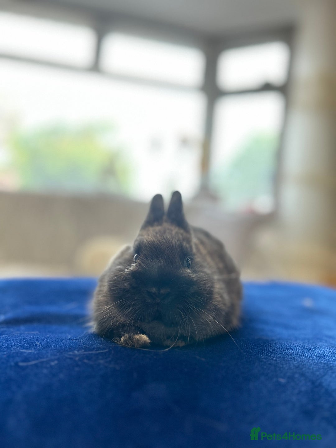 Netherland Dwarf rabbits for sale: Pure bred Netherlands dwarfs pairs  - Image 11