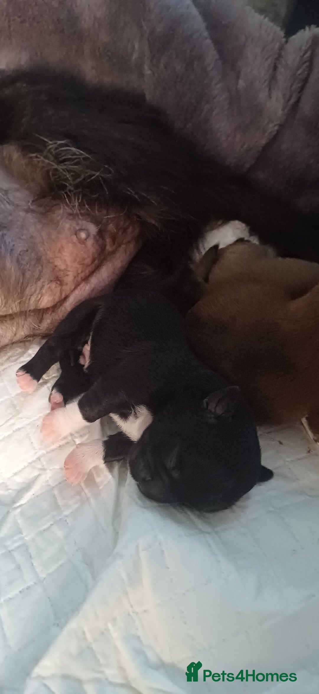 Shih Tzu dogs for sale: Beautiful colours Shihtzu puppies - Image 6