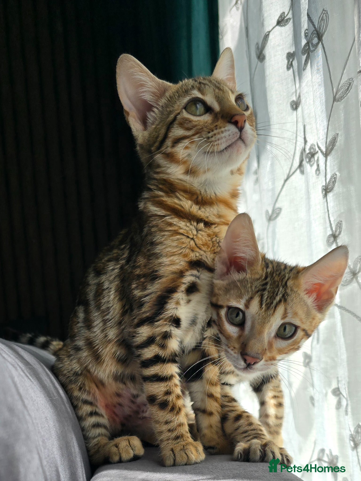Bengal cats READY NOW..Just 2 girls left - Advert 6