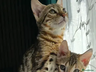 Bengal cats READY NOW..Just 2 girls left - Advert 2