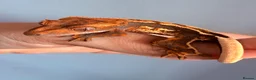 Gecko reptiles for sale: Baby crested gecko’s  - Advert 2