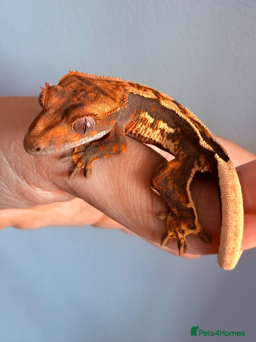 Gecko reptiles for sale: Baby crested gecko’s  - Advert 2