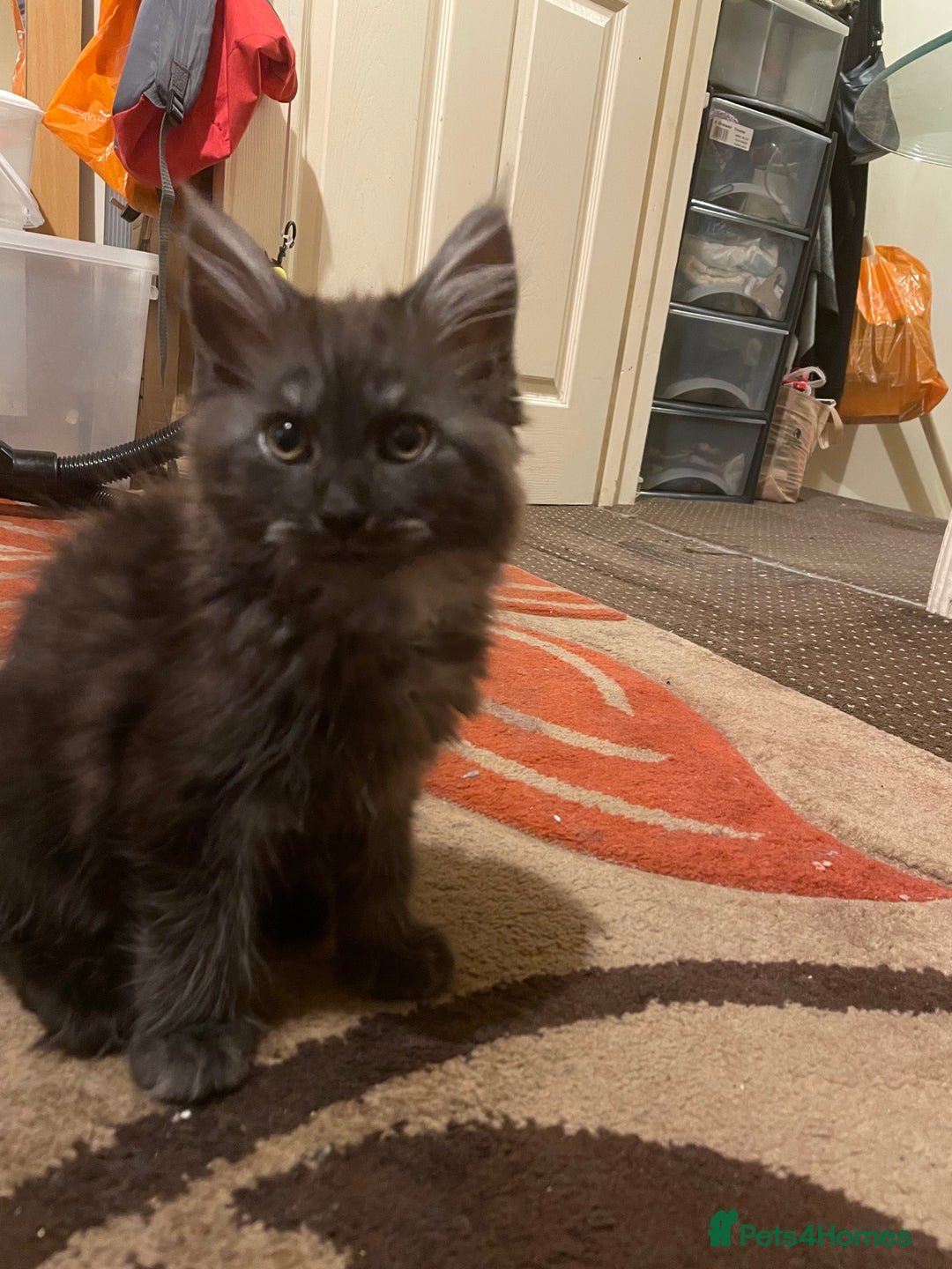 Maine Coon cats for sale: 3 mine coons cross girls  - Image 2