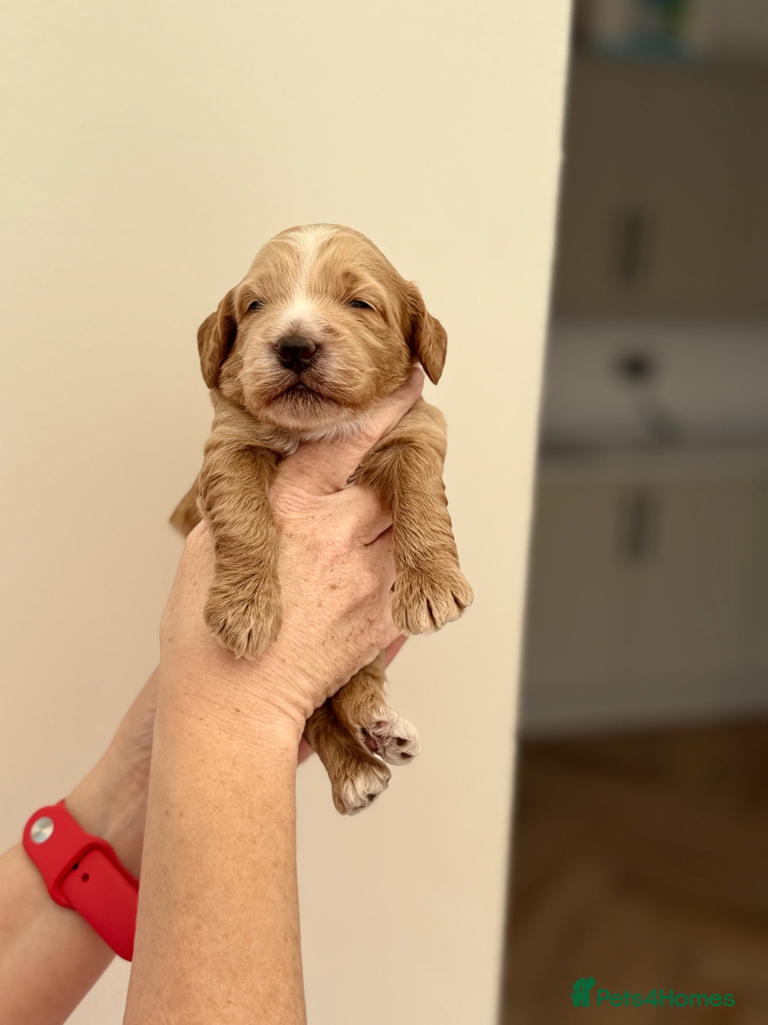 Cockapoo dogs F1 show line cockapoo puppies - Advert 12