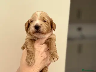 Cockapoo dogs F1 show line cockapoo puppies - Advert 12