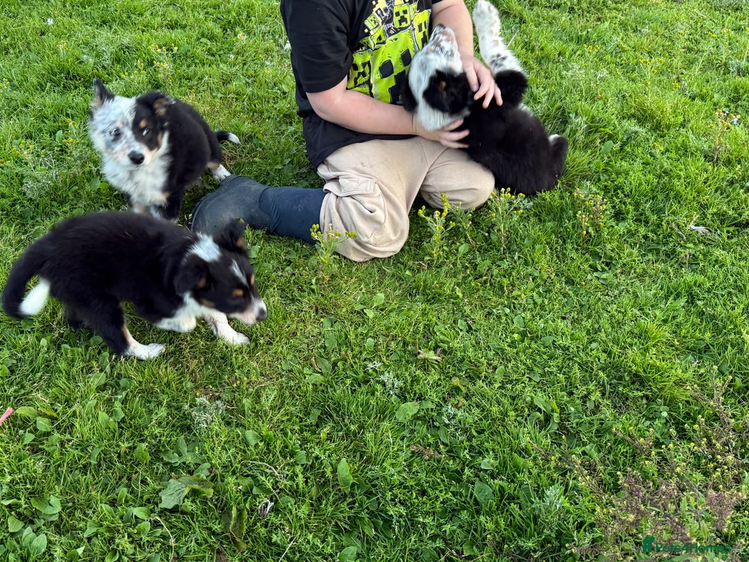 Border Collie dogs for sale: Border Collie Puppies  - Image 16