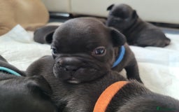 French Bulldog dogs for sale: 2 Girls and 4 Boys - Image 18