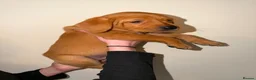 Labrador Retriever dogs for sale: Stunning fox red Labrador pups 🐶  in Rotherham - Advert 11