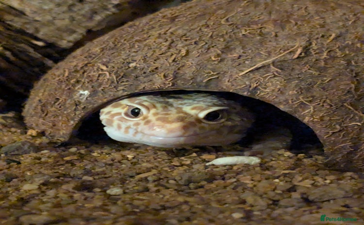Leopard Gecko reptiles - Advert 2