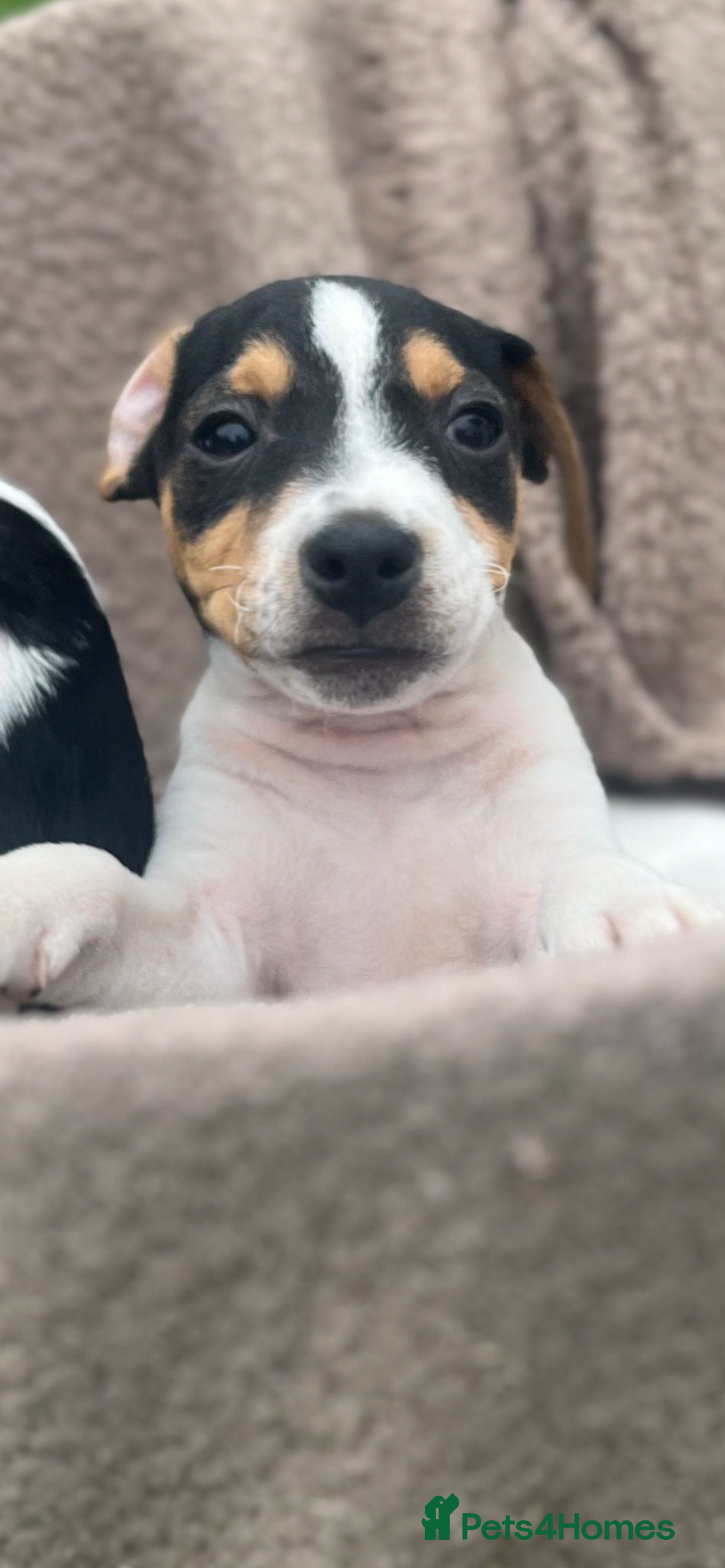 Jack Russell dogs for sale: JACKRUSSELL PUPPYS in Shrewsbury - Image 13