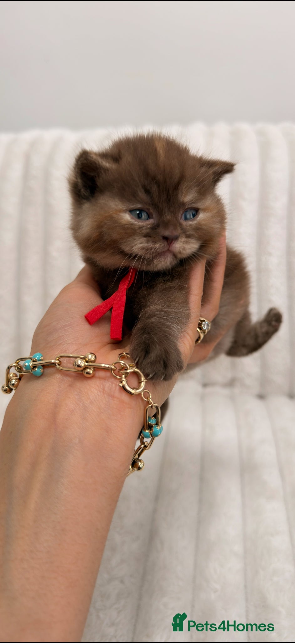 British Shorthair cats 7 British Shorthair Kittens TICA@- Import Lines - Advert 1