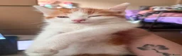 Mixed Breed cats for sale: 4 beautiful baby kittens - Advert 17