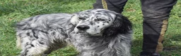 English Setter dogs for adoption: Jim   in Warrington - Advert 7