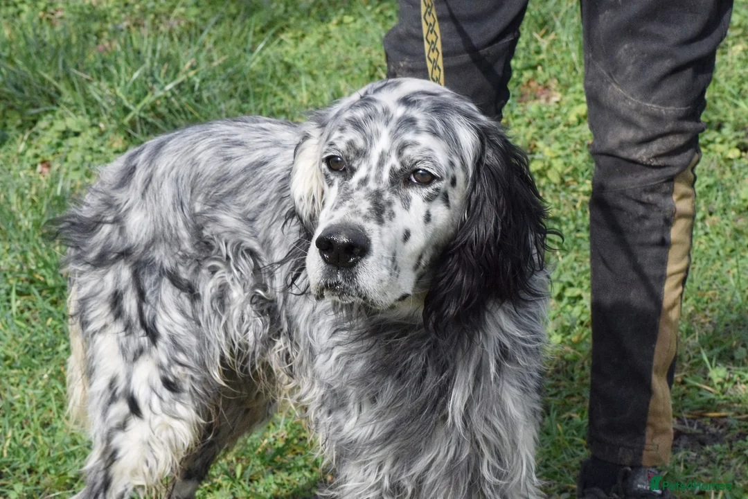 English Setter dogs for adoption: Jim   in Warrington - Advert 7