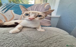 Snowshoe cats for sale:  pedigree Tica reg  snowshoes  READY NOW - Image 4