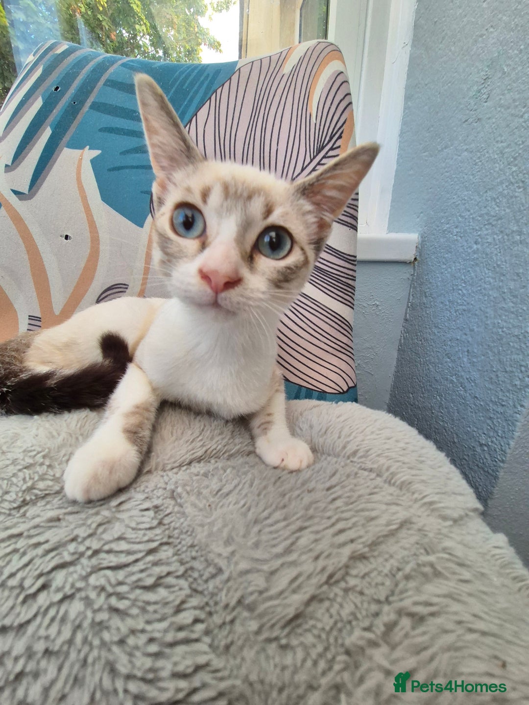 Snowshoe cats for sale:  pedigree Tica reg  snowshoes  READY NOW - Image 4