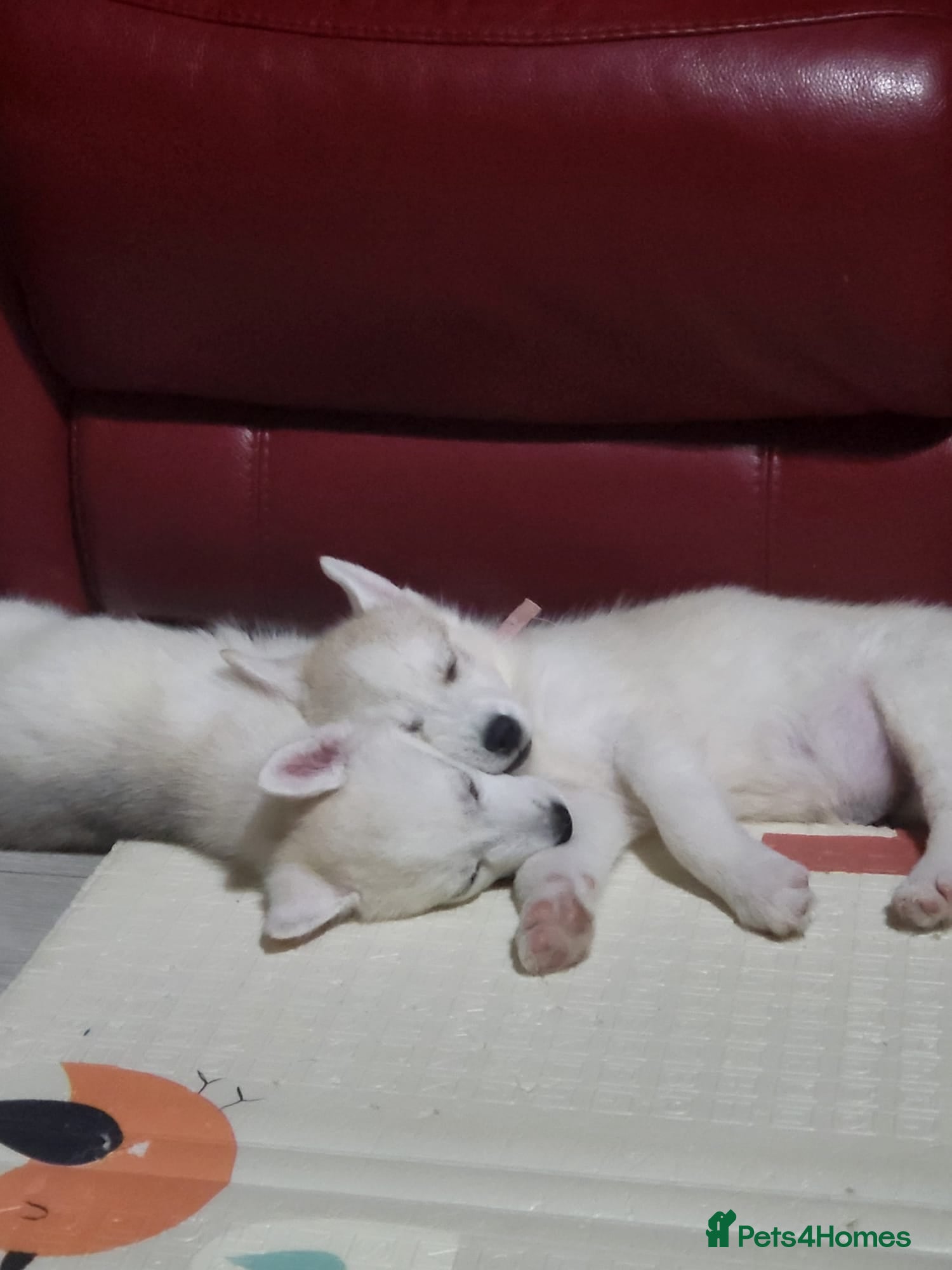 Siberian Husky dogs Beautiful Siberian husky Pups - Advert 1