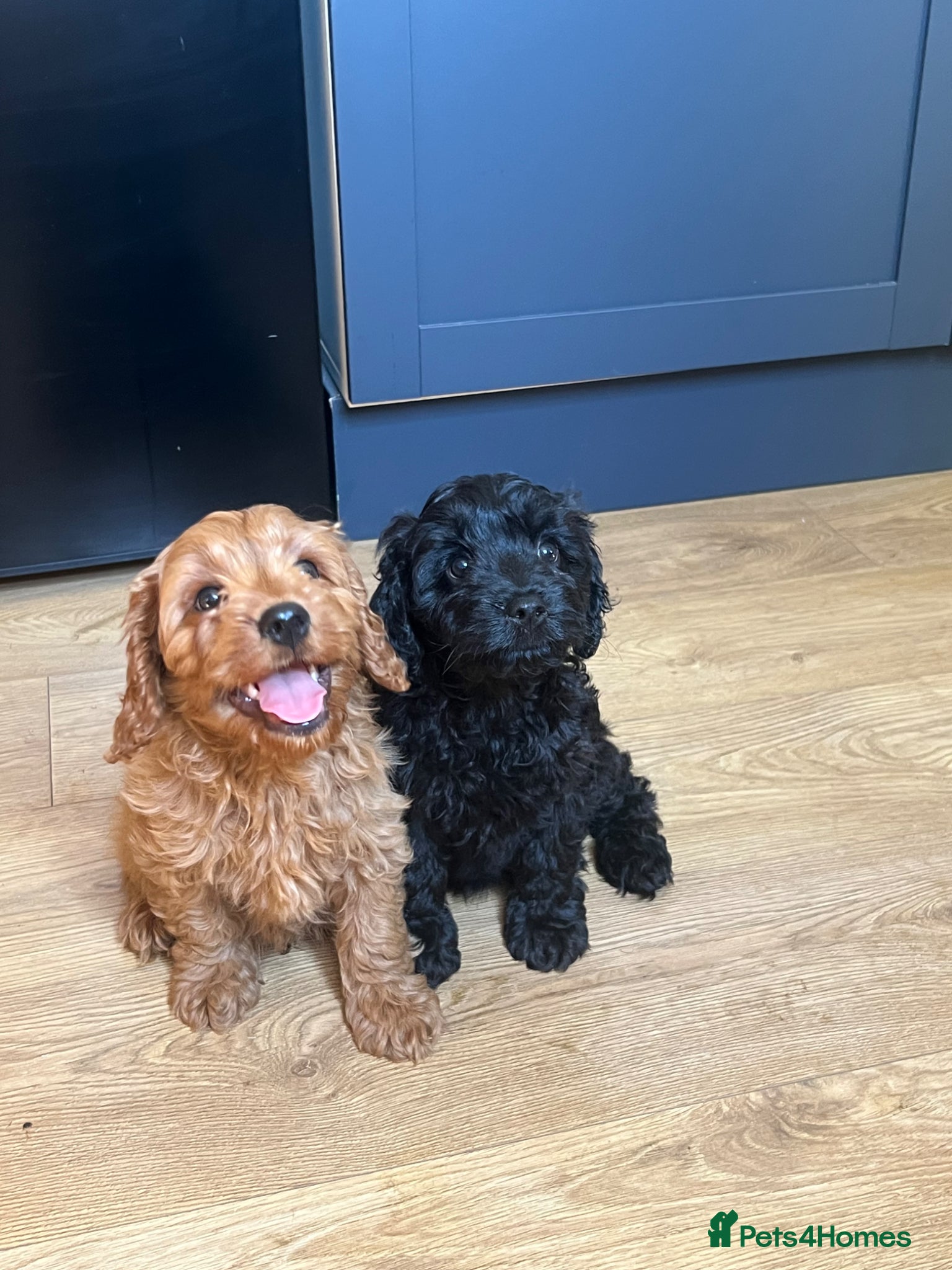 Cavapoo dogs Adorable Cavapoo Puppies - Advert 1