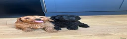 Cavapoo dogs for sale: Puppies ready to leave to their new loving homes - Advert 13