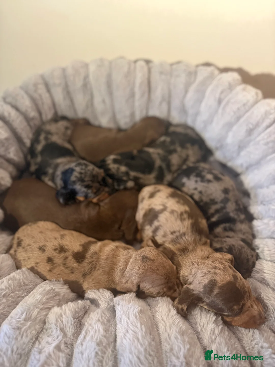 Dachshund dogs for sale: 7 beautiful dachshund pups - Advert 3