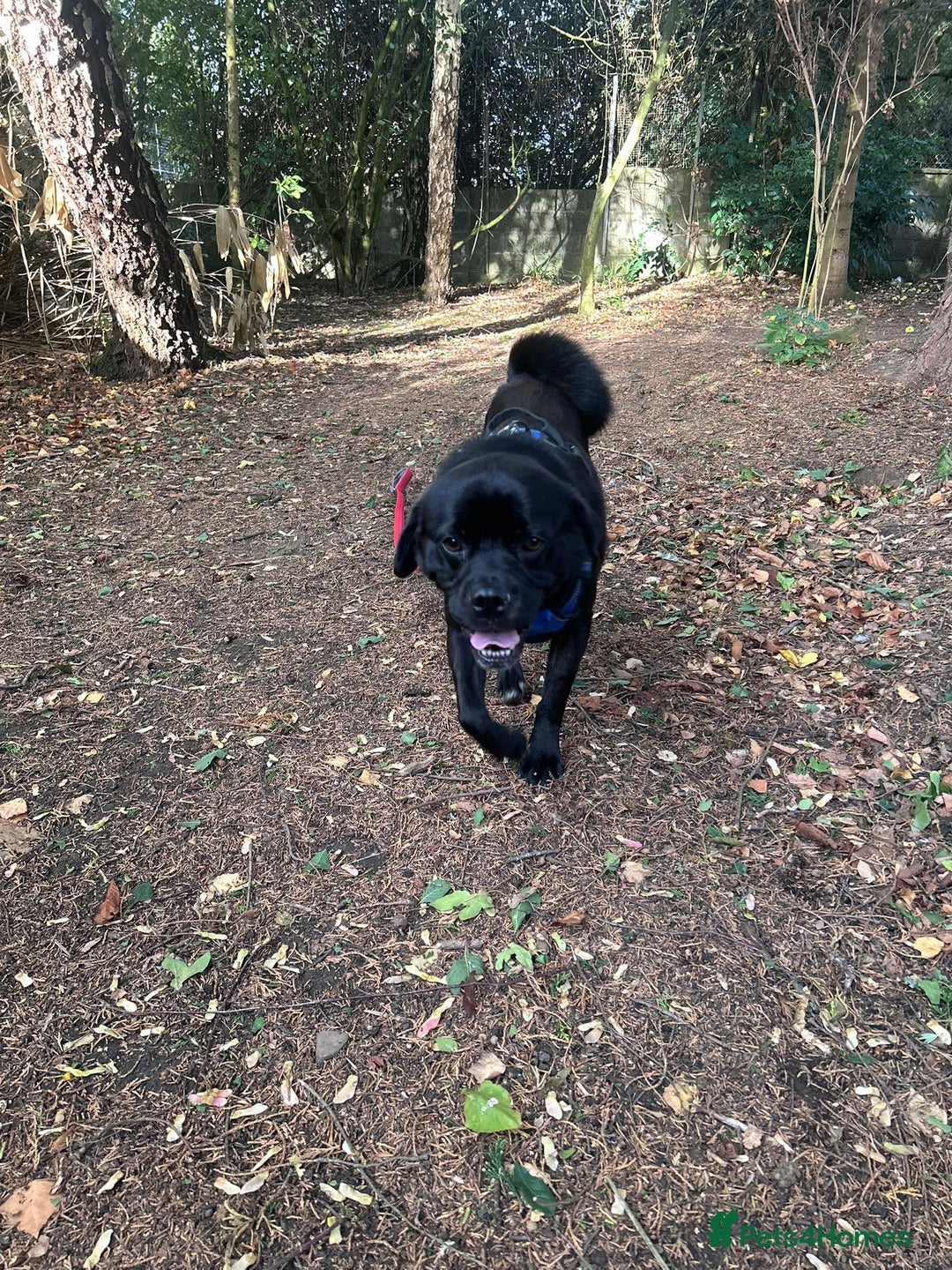 Pug dogs for adoption: Benedict - Image 3