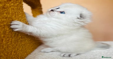 Scottish Fold cats - Advert 16