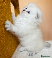 Scottish Fold cats - Advert 3