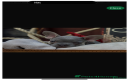 French Bulldog dogs for sale: 2 gorgeous French bulldogs left! - Image 1