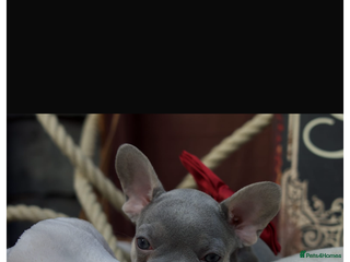 French Bulldog dogs - Advert 23