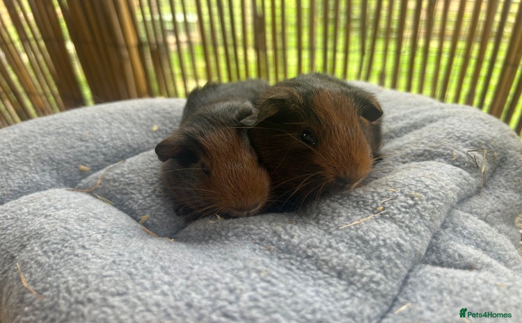 Guinea Pig rodents in London - Advert 10